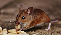 24 Hour & Emergency Exterminators in Williamstown, IA